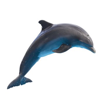jumping dolphin on white clipart