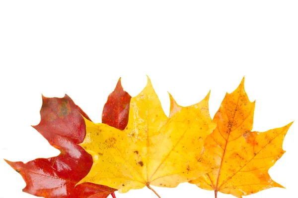 Rand aus gelben, orangen und roten Herbstblättern — Stockfoto