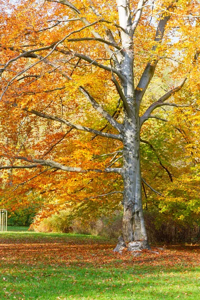 Autumn park with tree — Stockfoto
