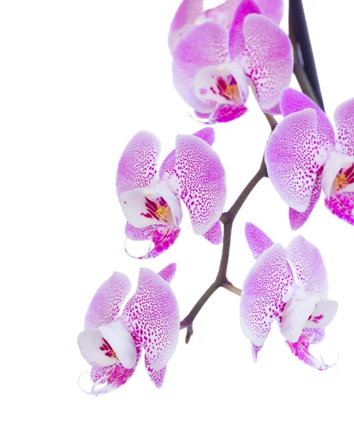 Rosa orkidé gren på nära håll — Stockfoto
