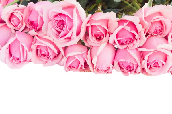 Border of fresh pink garden roses — Stock Photo, Image