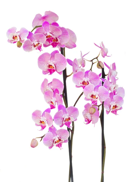 Pink  orchid branch — Stock Photo, Image