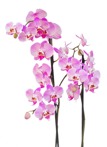 Roze orchid branch — Stockfoto