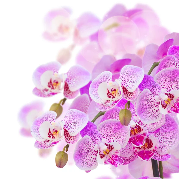 Pink  orchid branch close up — Stock Photo, Image