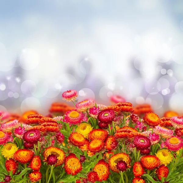 Вечные цветы — стоковое фото