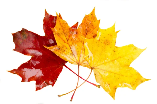 Gelbe, orangefarbene und rote Herbstblätter — Stockfoto
