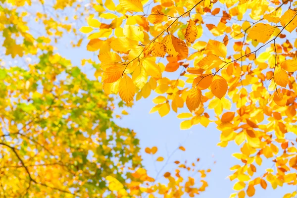 Yellow cherry tree in autumn park — Stock Photo, Image