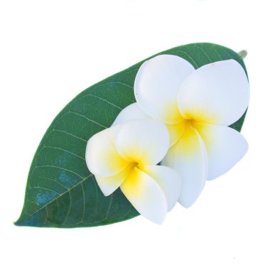 Frangipani çiçekler