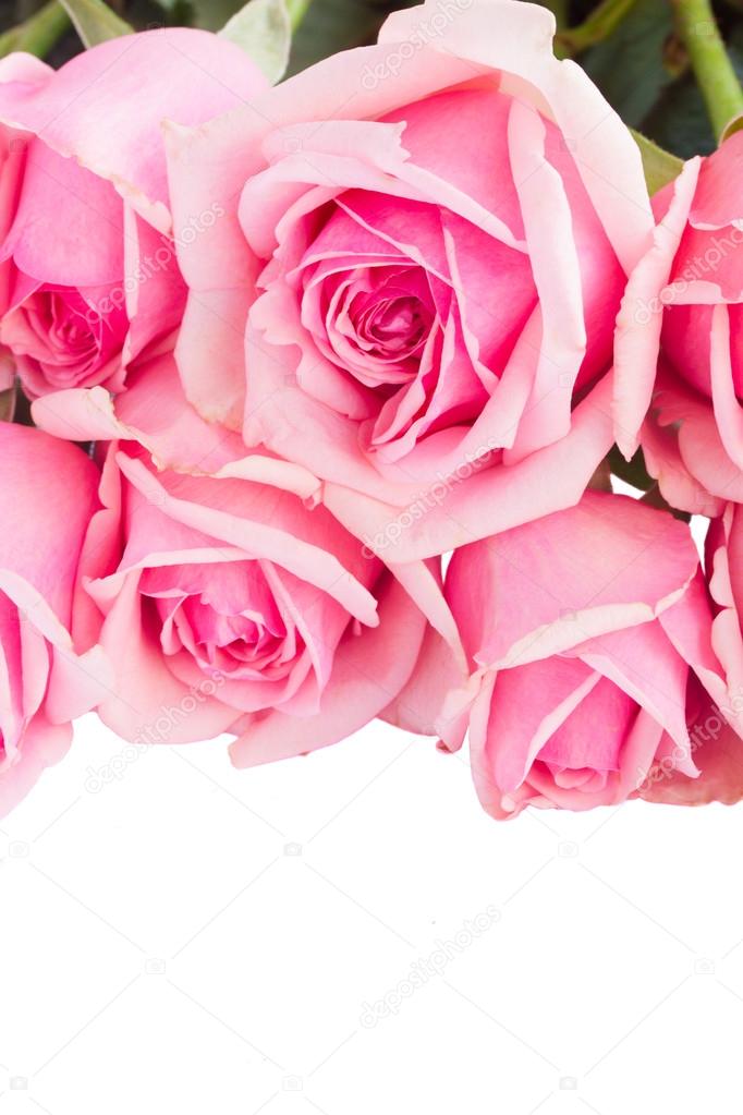 border of fresh pink garden roses
