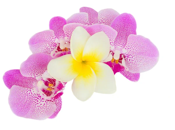 Fila di fiori di orchidea rosa — Foto Stock