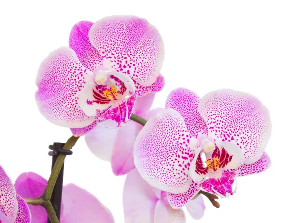 Pink  orchid branch close up — Stock Photo, Image