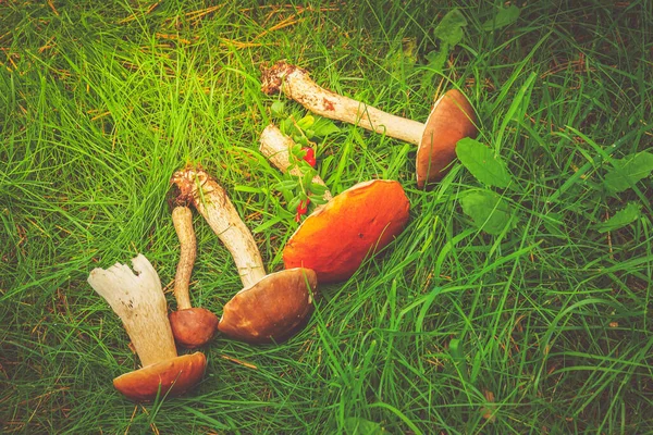 Maduro de cogumelos — Fotografia de Stock