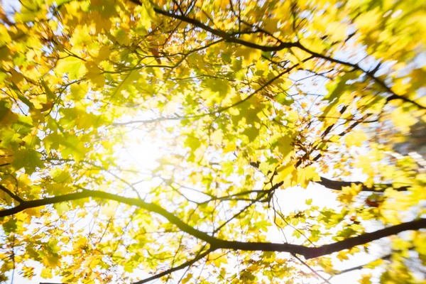 Blur of yellow leaves — Stock Photo, Image