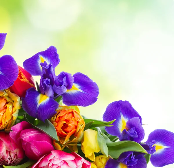 Tulipani Primaverili Freschi Iris Legno Bokeh Giardino Primaverile Sullo Sfondo — Foto Stock