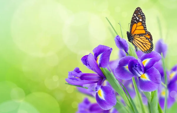 Biru irise bunga — Stok Foto