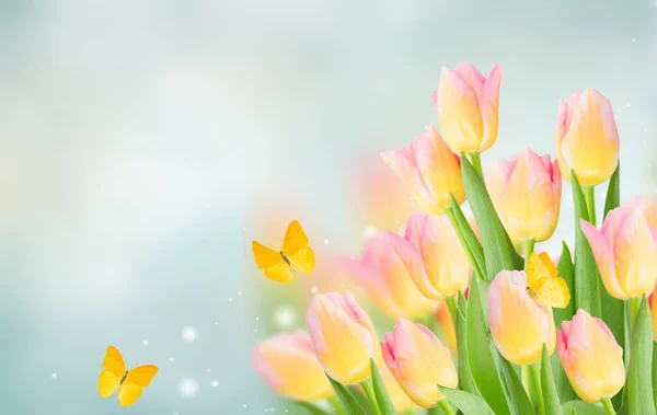 Закрыть желтые и розовые тюльпаны — стоковое фото