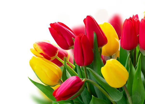 Fleurs Tulipes Fraîches Rouges Jaunes Sur Fond Blanc — Photo