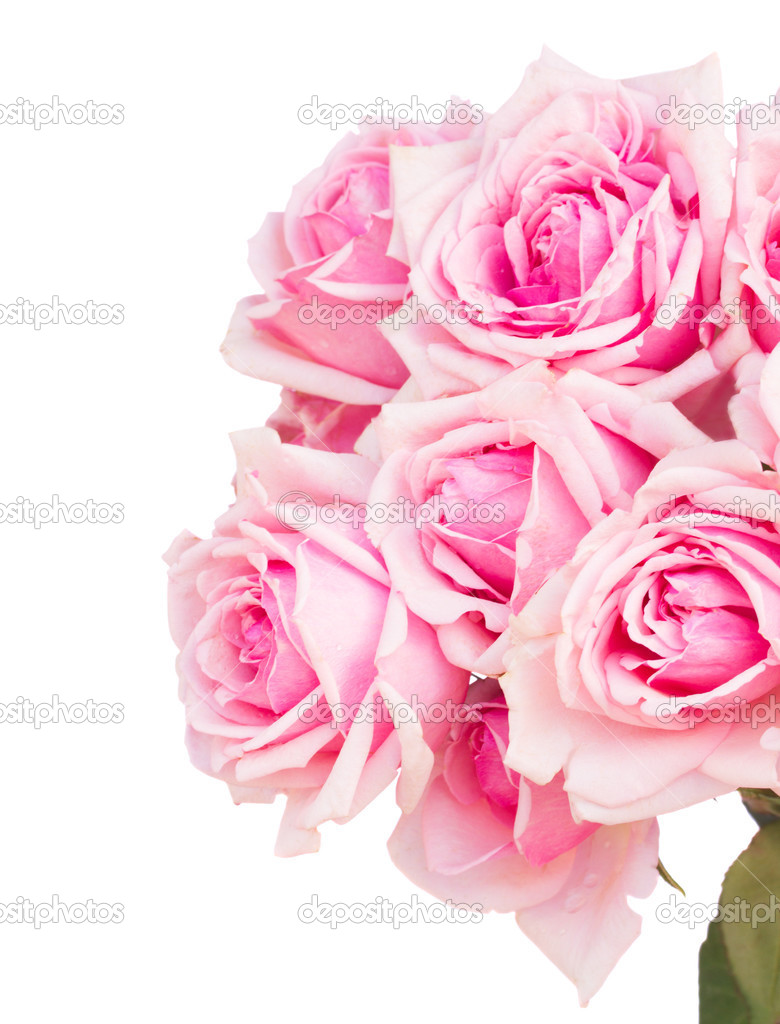 bouquet of fresh pink roses close up