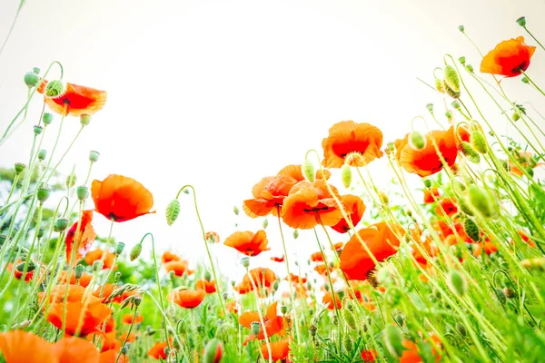 Veld van papaverbloemen — Stockfoto