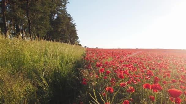 Feld der Mohnblumen — Stockvideo