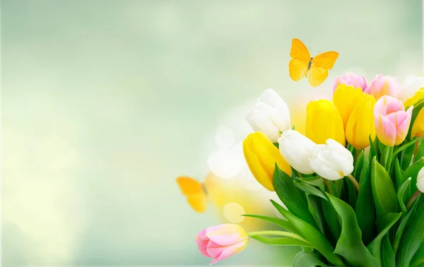 Rosa Gelb Und Weiß Frische Tulpenblüten Und Grüne Blätter Über — Stockfoto
