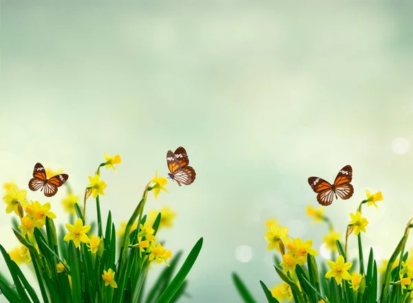 Giallo Narciso Fiori Sfondo Primavera Con Farfalle Spazio Copia — Foto Stock