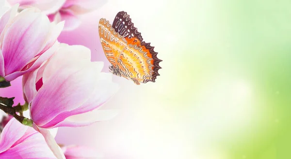 Twig Blooming Pink Magnolia Flowers Butterfly Close Green Background Copy — Stock Photo, Image