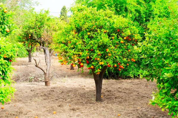 Jardim Laranja Com Árvore Cheia Fritas Laranja Soller Mallorca Tonificado — Fotografia de Stock