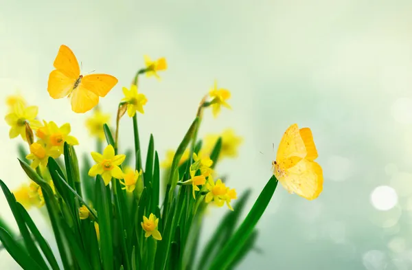 Žluté Narcisy Květiny Přes Sprong Pozadí Motýly — Stock fotografie