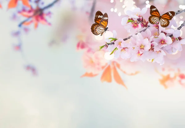 杏树花在枝条上 春花的概念 复制空间在柔软的蓝色背景上 — 图库照片