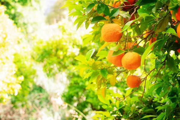 Orange Trädgård Med Apelsinfrites Soller Mallorca Tonad — Stockfoto