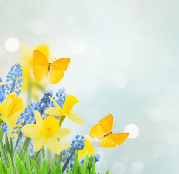 Jarní Zvonky Narcisy Pod Modrou Oblohou Motýli — Stock fotografie