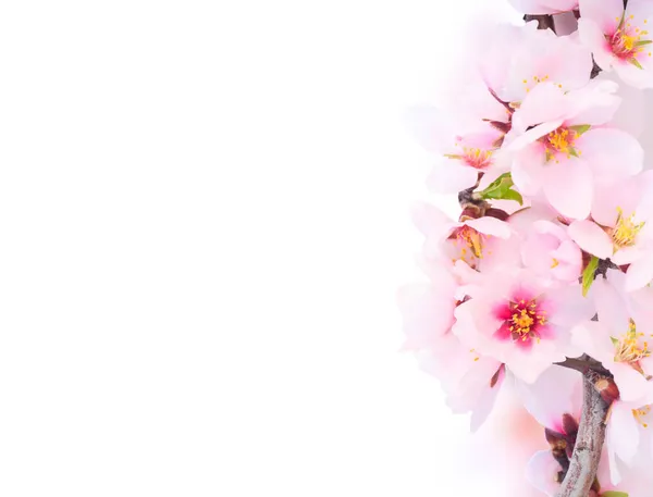 Pink Almond Tree Bloom Isolated White Background — Stock Photo, Image