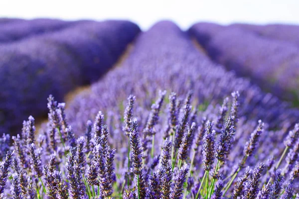 Lavendel blommande fält — Stockfoto