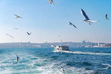 İstanbul şehir manzaralı İstanbul Boğazı üzerindeki martılar