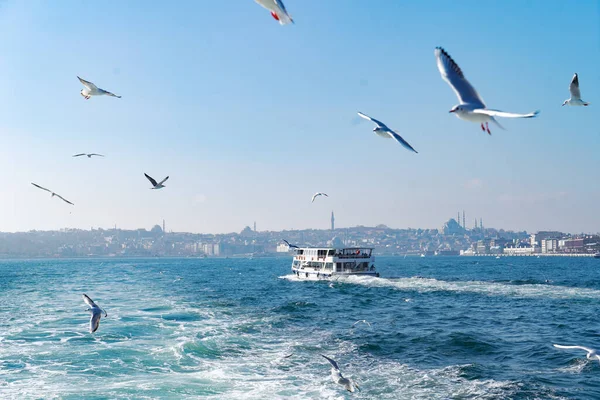 Gaviotas Sobre Bósforo Con Paisaje Urbano Estambul Sobre Fondo — Foto de Stock