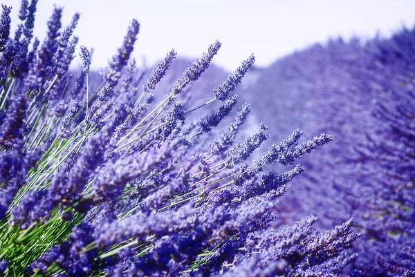 Lavendelfeld Mit Sommerblauem Himmel Aus Nächster Nähe — Stockfoto