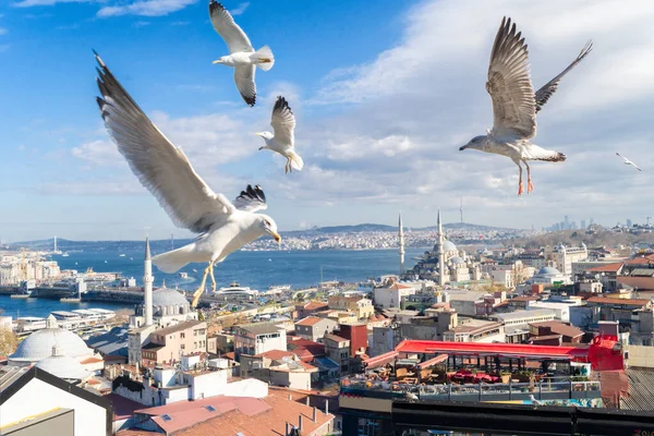 İstanbul, Türkiye üzerinde uçan martılar