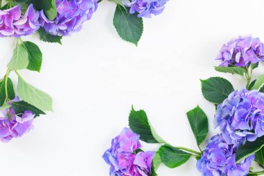 HORTENSIA mavi ve mor çiçekler
