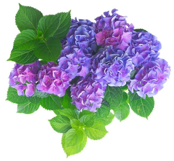 Fleurs d'hortensia bleu et violet — Photo