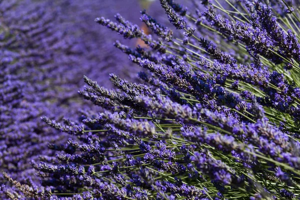 Lavendel blühendes Feld — Stockfoto