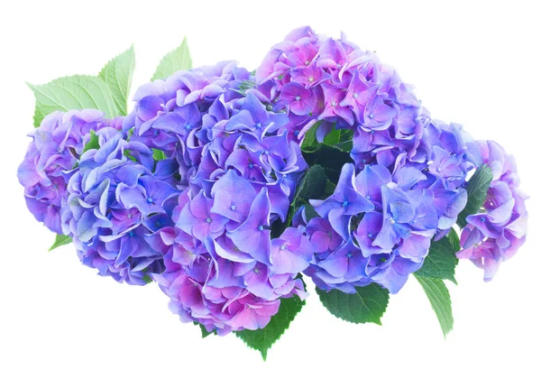 Голубые и фиолетовые гортензии — стоковое фото