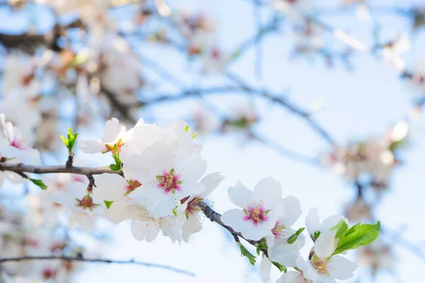 Mandelträd Blomma Närbild Våren Mandel Träd Kvistar — Stockfoto