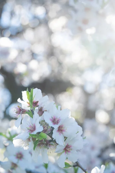 Flor Almendro Cerca Primavera Ramas Almendro Sol Primavera — Foto de Stock