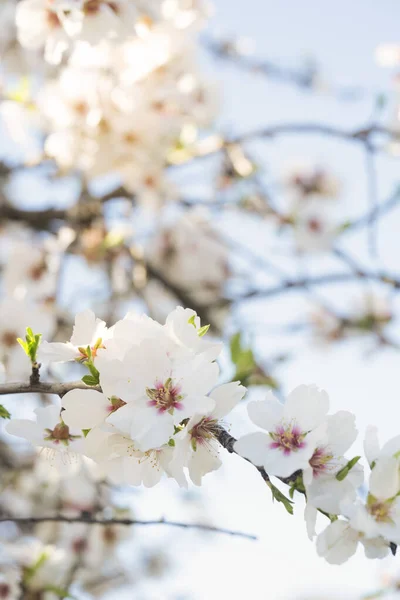 Almond tree bloom — Stock Photo, Image