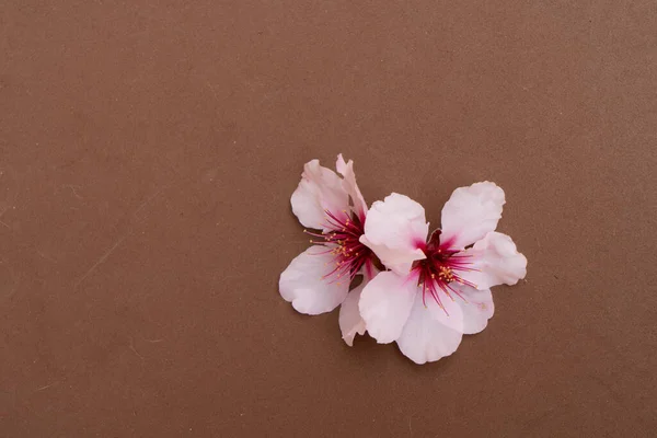 Fiore di mandorlo — Foto Stock