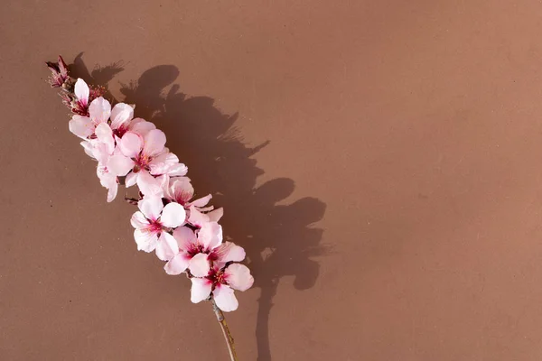 Fiore di mandorlo — Foto Stock