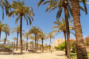 Palma de Majorca 'nın başkenti Mayorka, İspanya, Balearic adaları