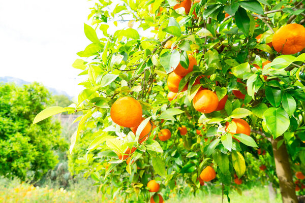 Orange garden with orange friuts, Soller Mallorca