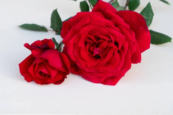 Rosas vermelhas escuras na mesa — Fotografia de Stock